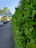 A lush green hedge neatly trimmed along a suburban street in Pessac.