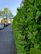 A lush green hedge neatly trimmed along a suburban street in Pessac.