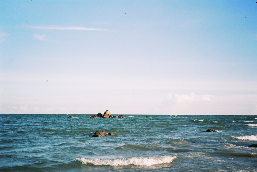 a group of animals swimming in the ocean