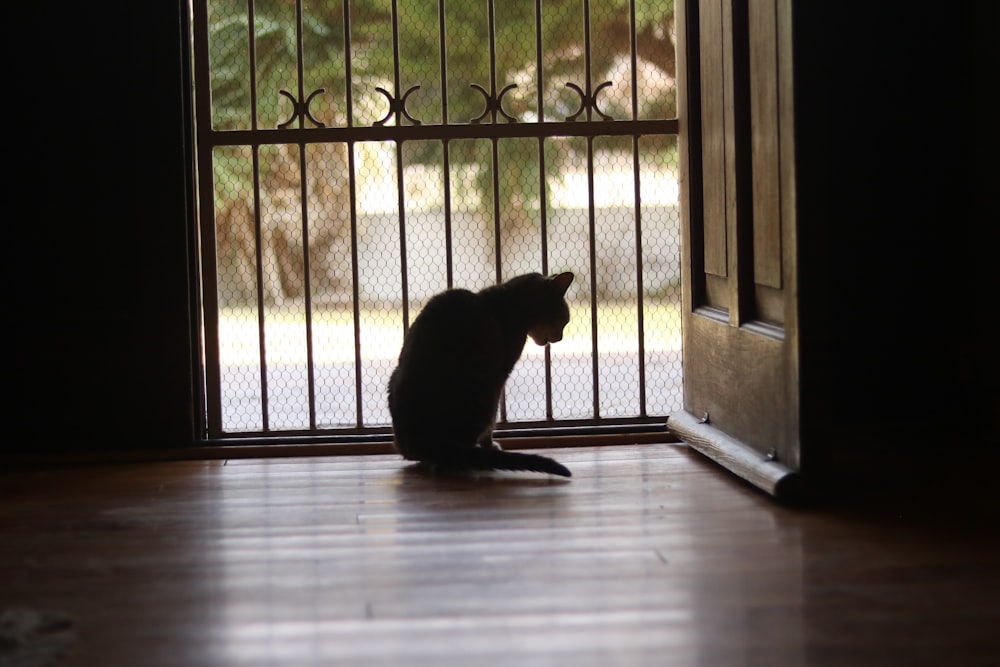 a cat sitting on the floor