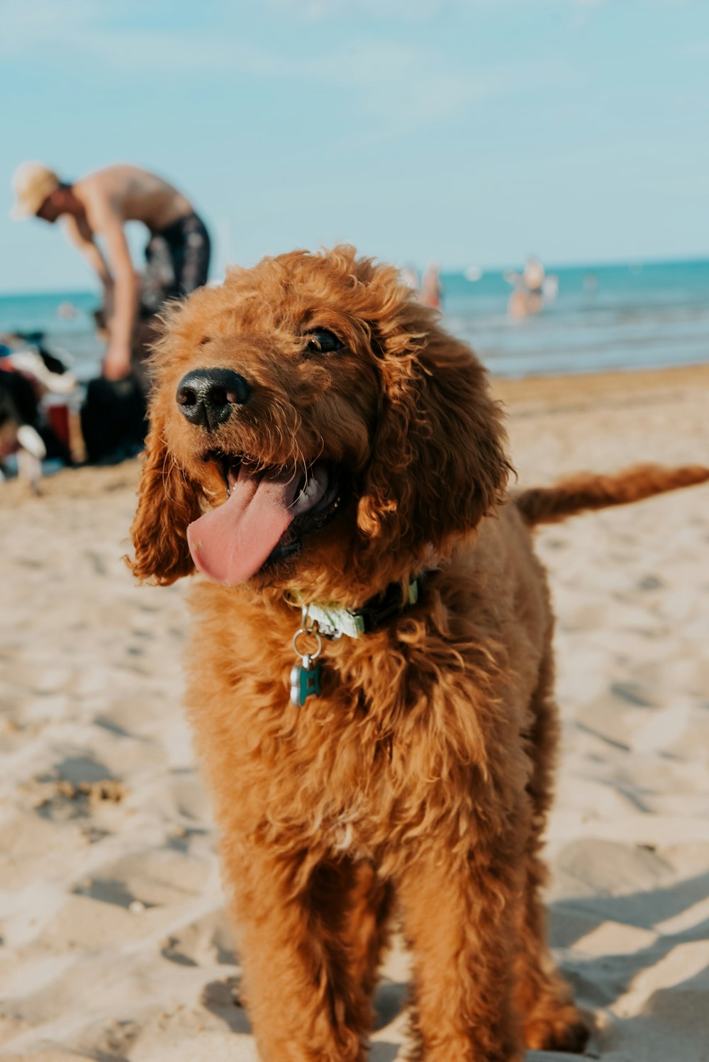 a dog sitting on a beach