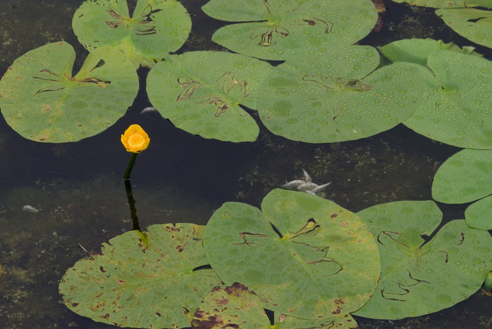 a flower floating on water