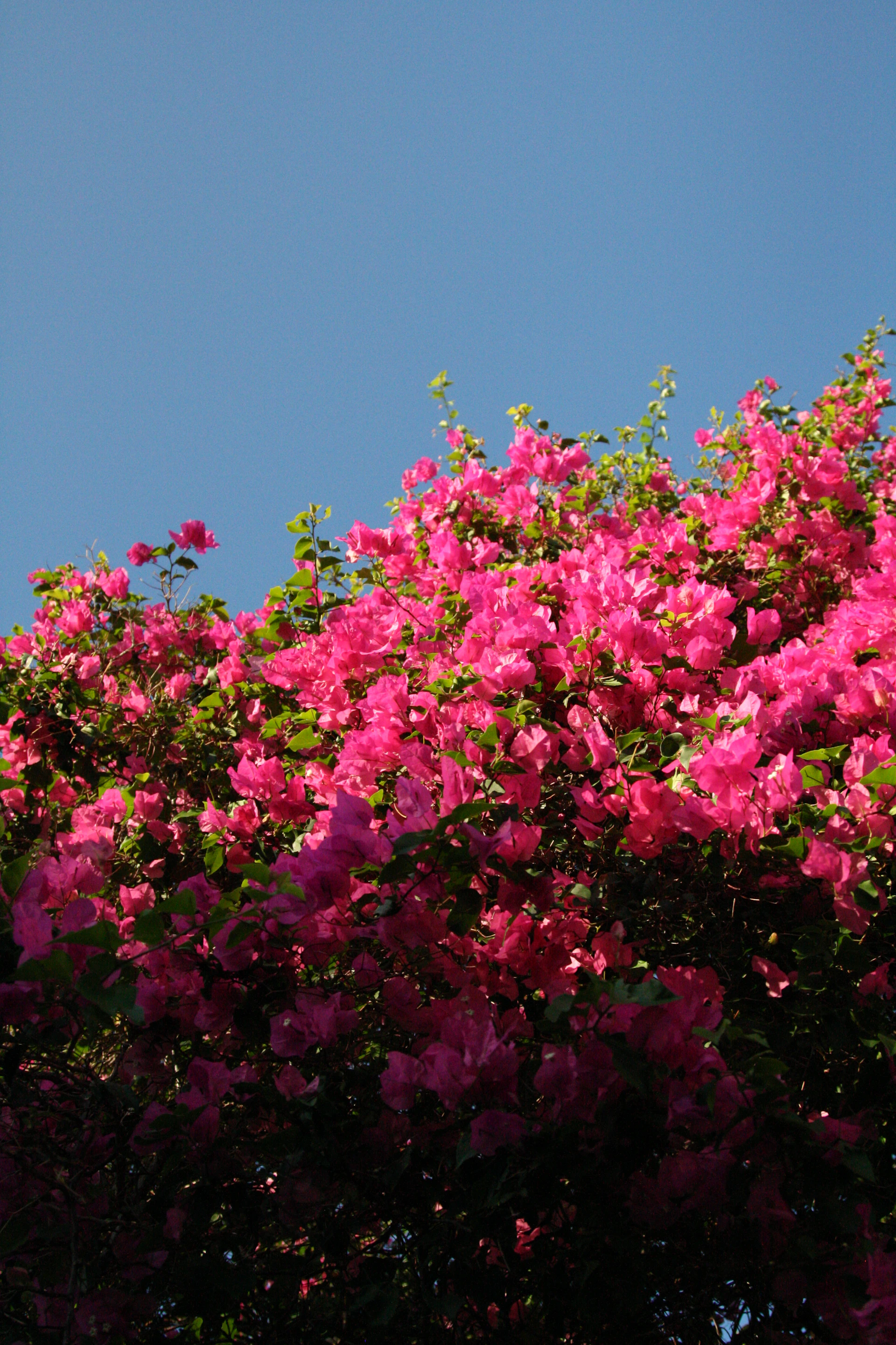 a tree with pink flowers