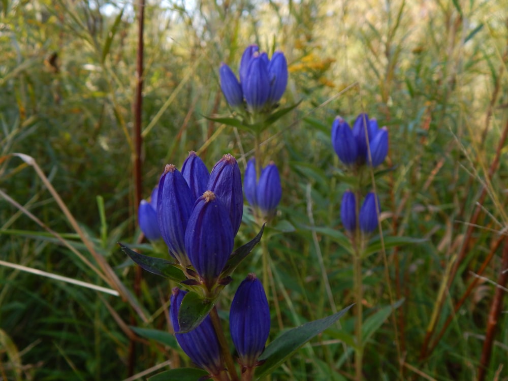 a group of blue flowers