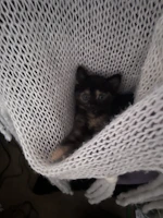 A cute kitten wearing a tiny, hand-stitched jacket, nestled in a soft cushion.