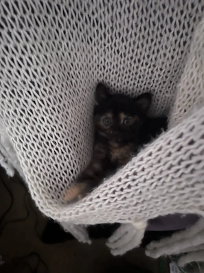A cute kitten wearing a tiny, hand-stitched jacket, nestled in a soft cushion.