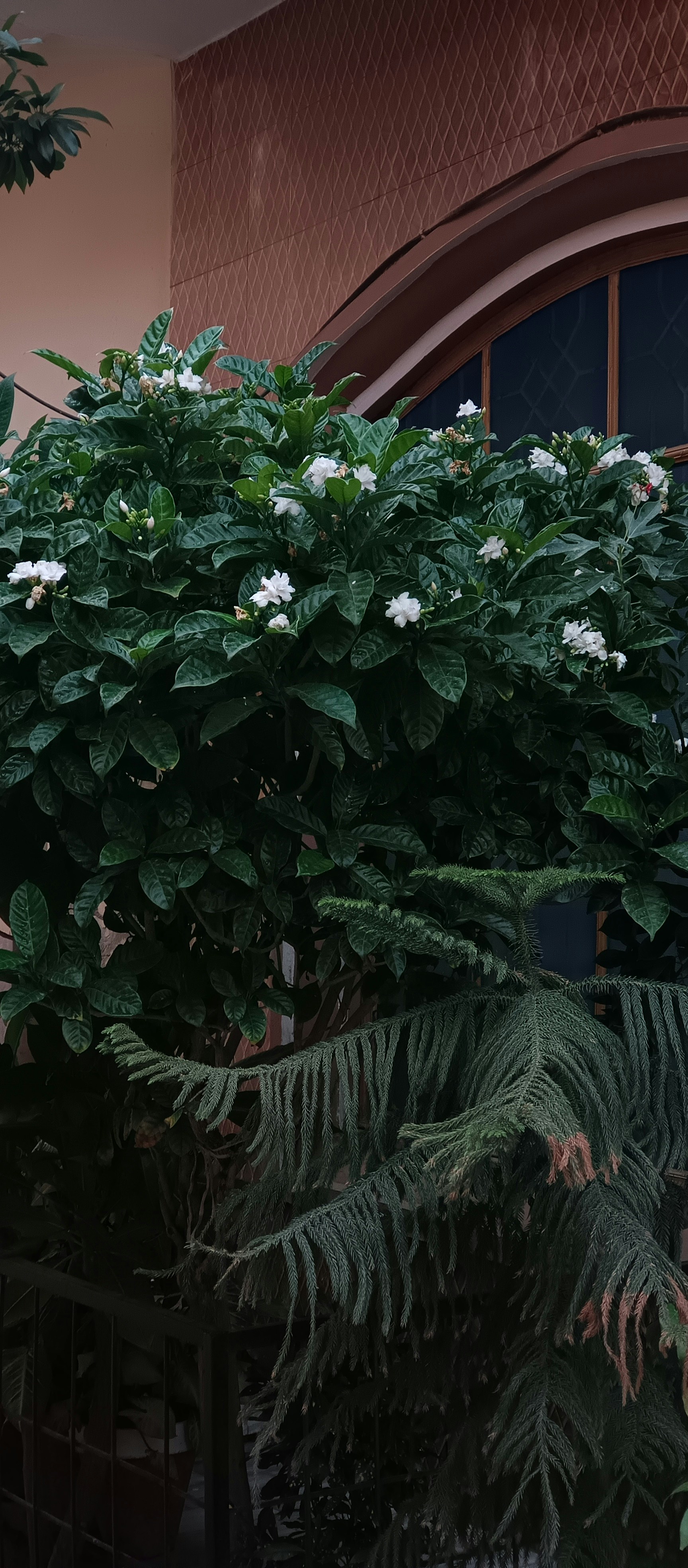 uma planta com flores brancas