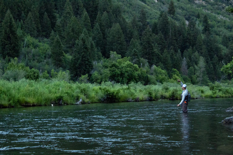 Fly fisher on a green Colorado tailwater in spring