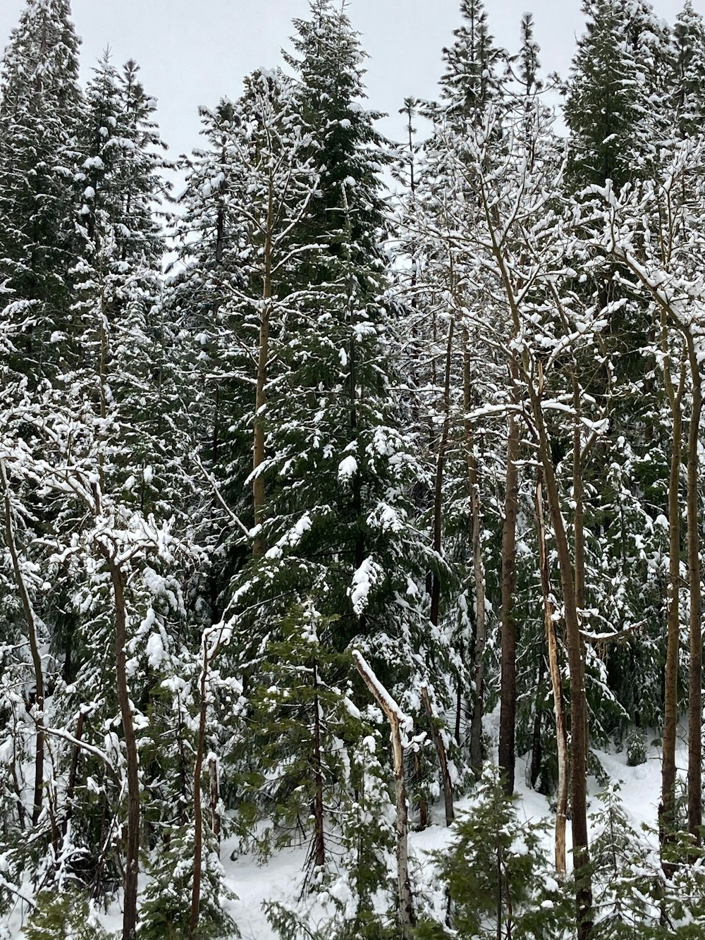 a forest of snow covered trees
