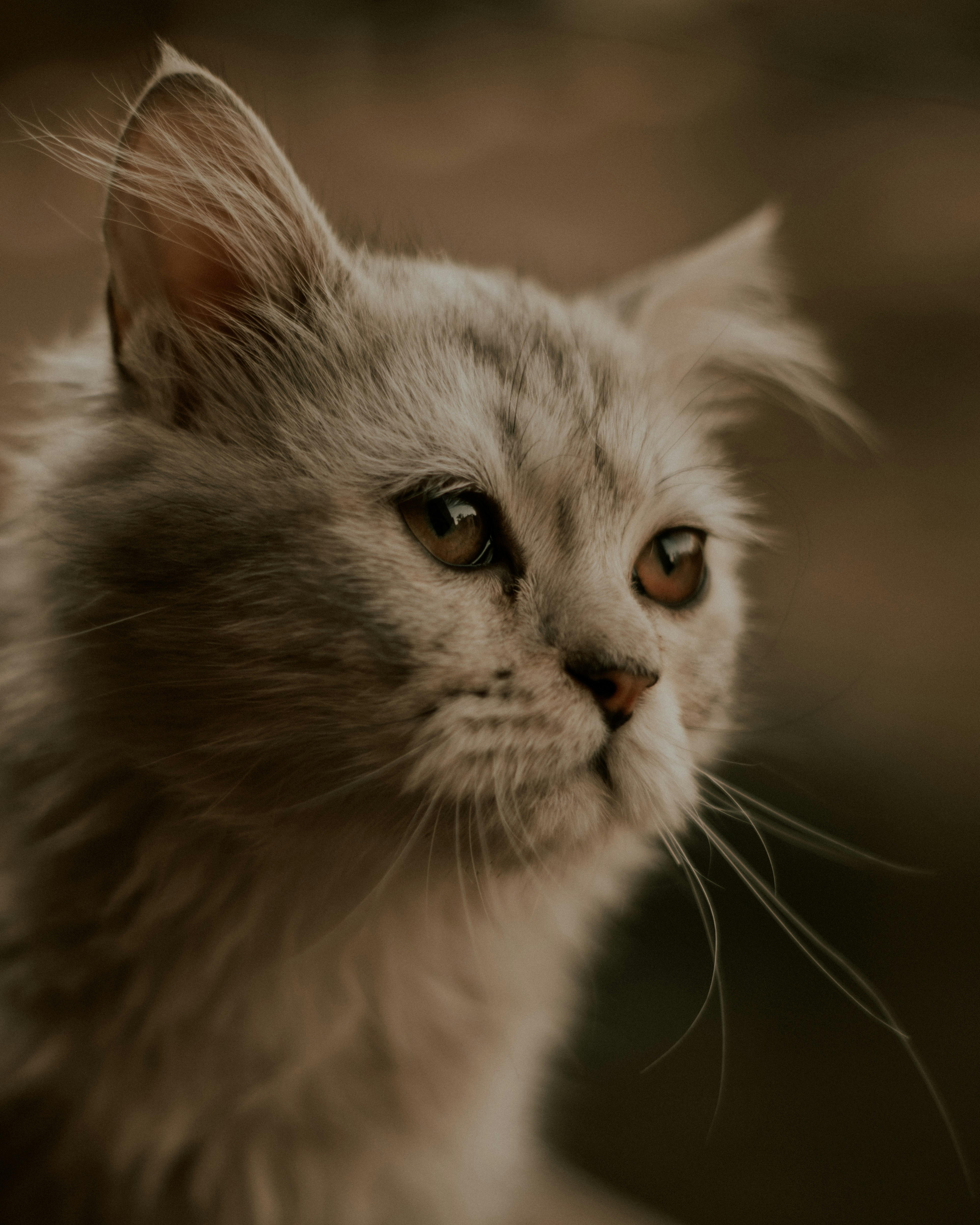 Photo by bishoyemadadel