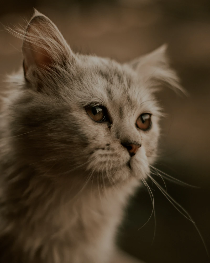 Gato rescatado, primer plano