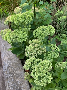 Clusters of green, budding flowers surrounded by foliage, growing along a stone border in a garden setting.