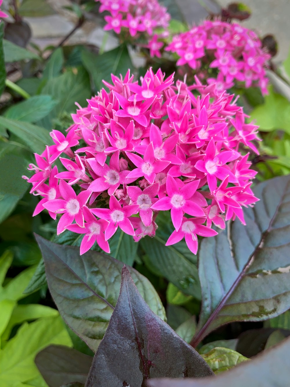 a close up of a flower