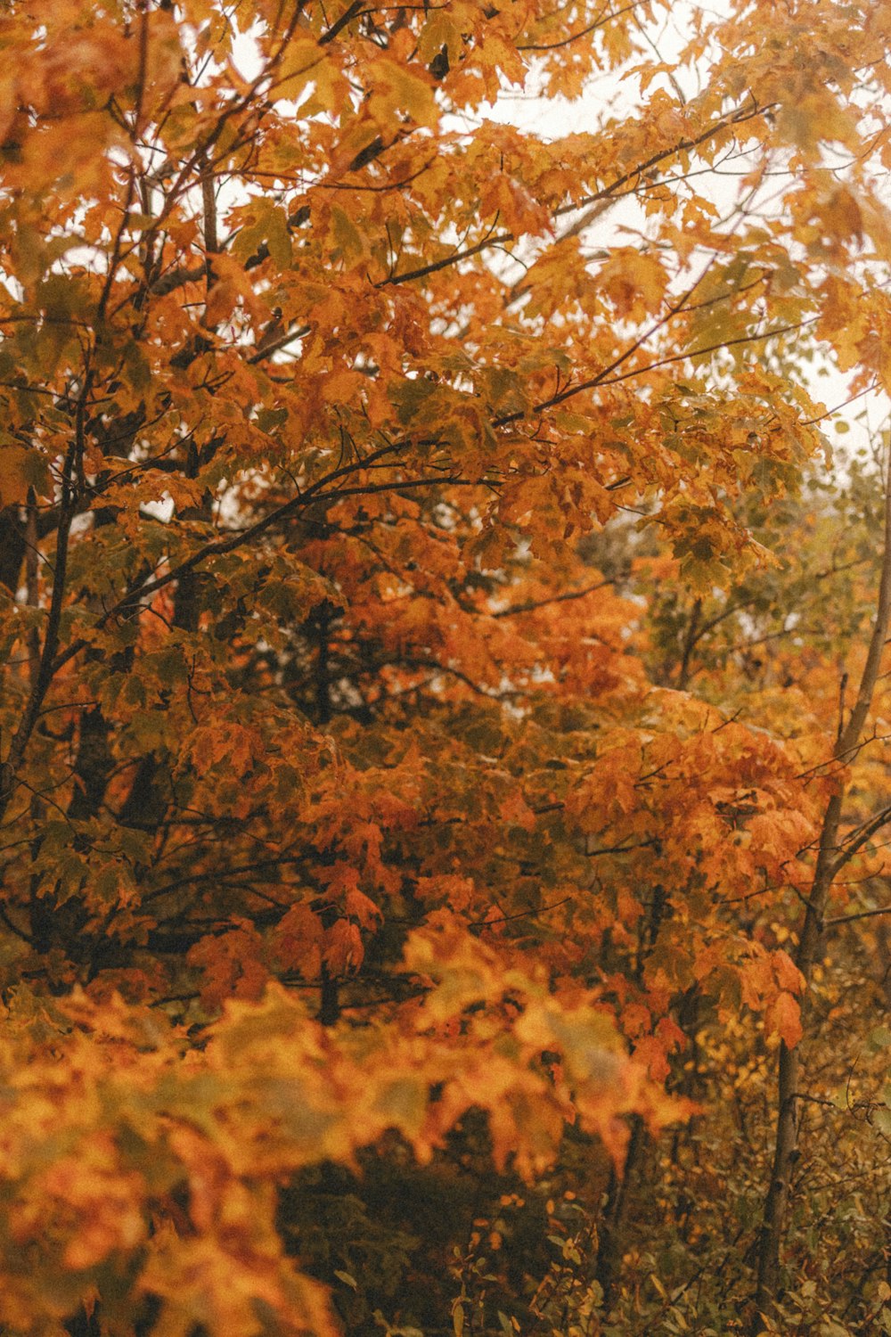 a tree with yellow leaves