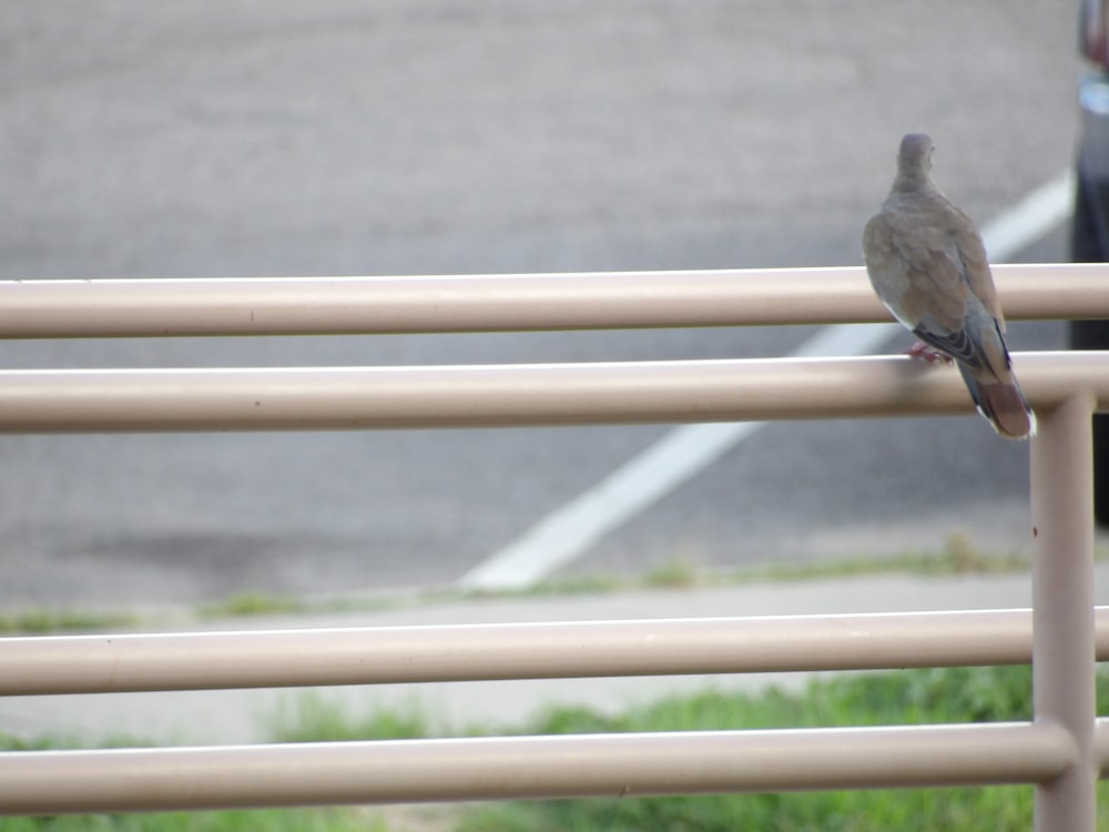a bird perched on a railing
