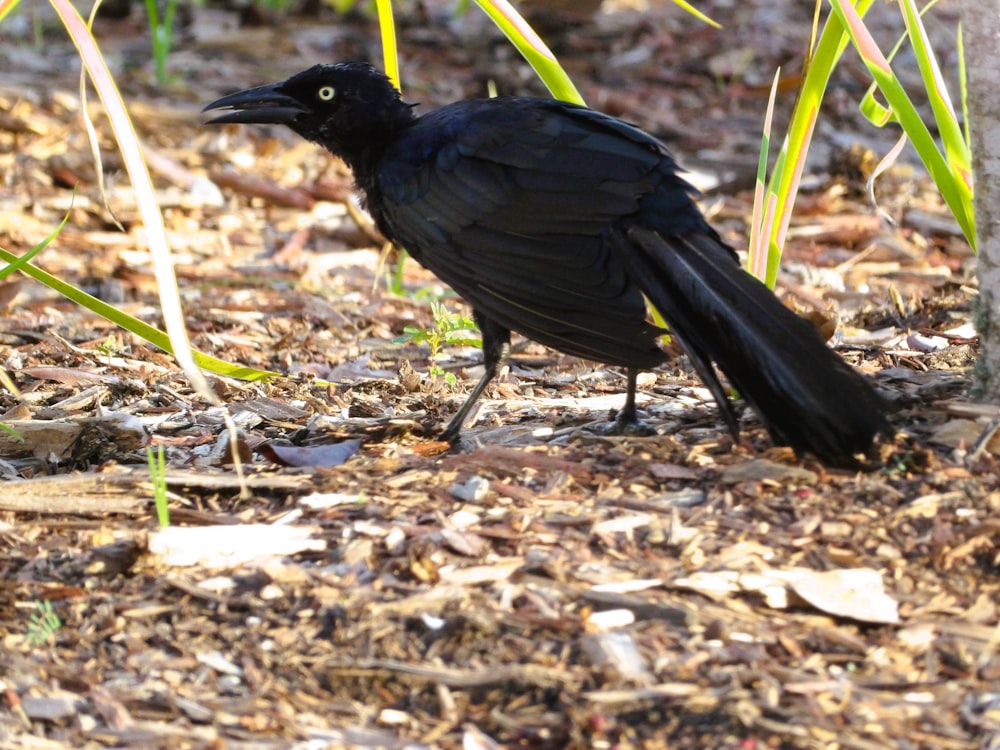 a black bird standing on the ground