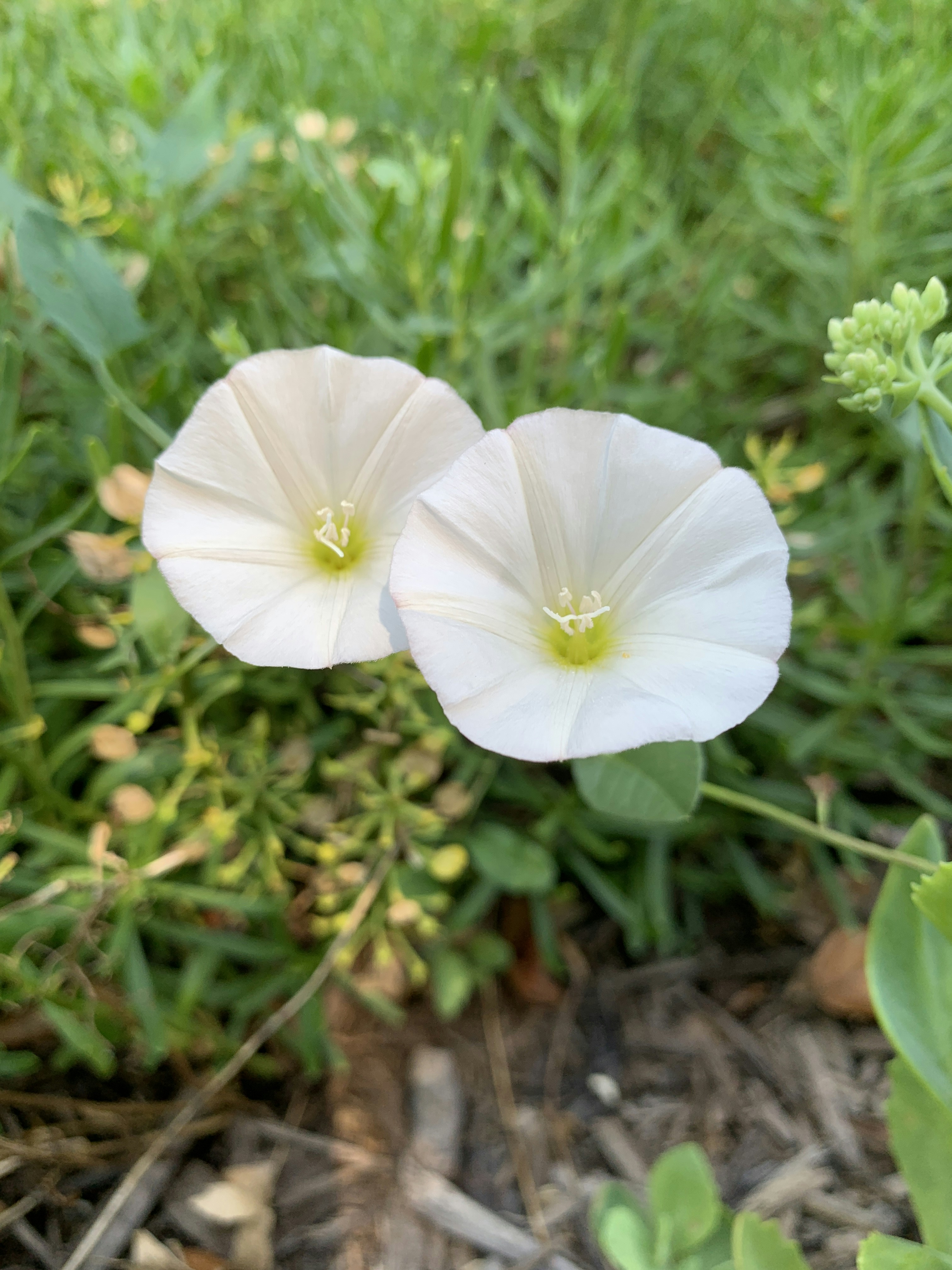 Two beautiful Morning Glory flowers.
