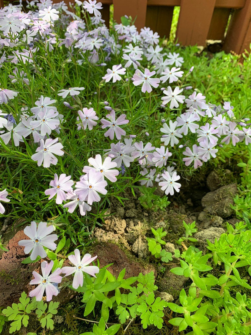 a group of flowers