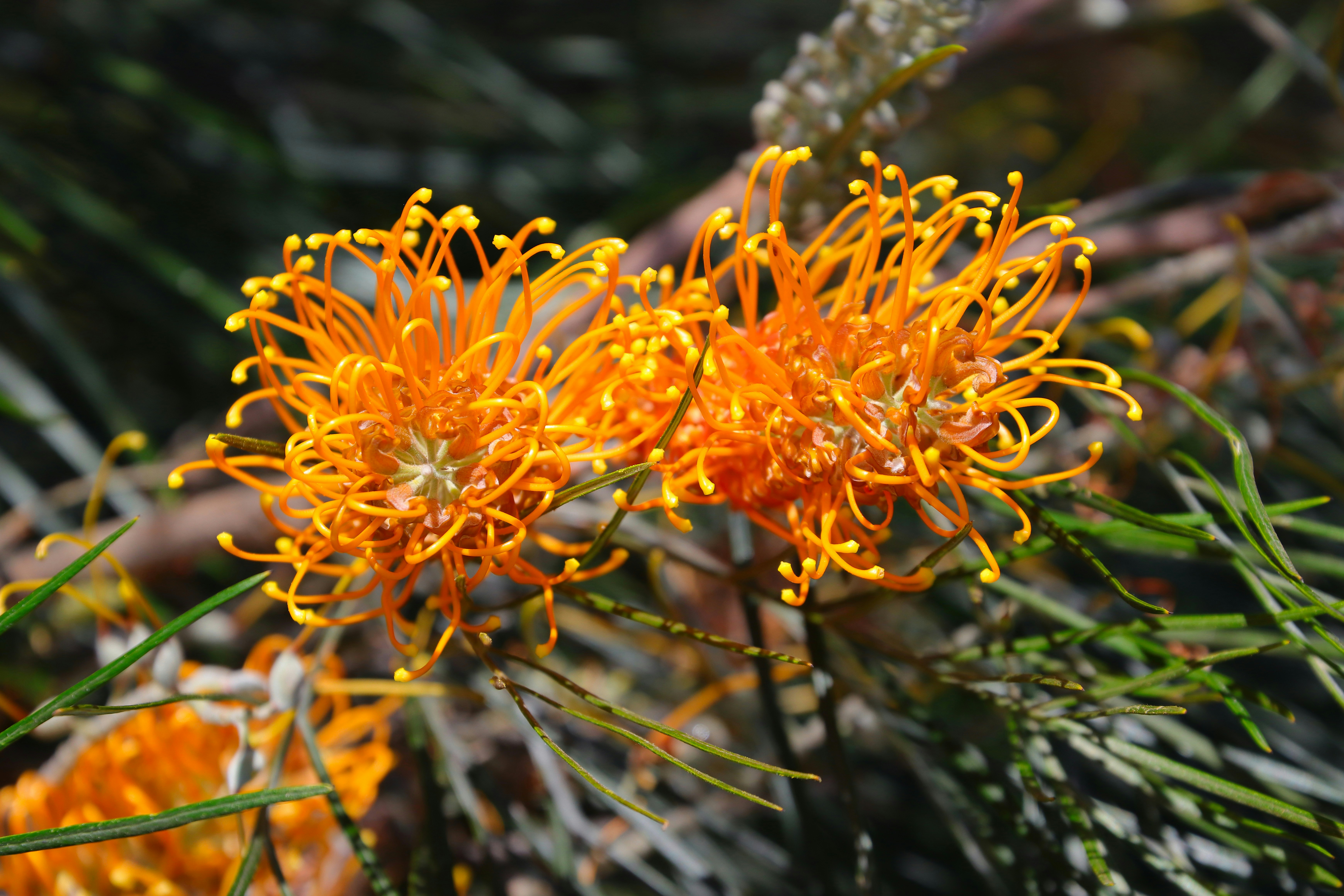 Gambar Grevillea | Unduh Gambar Gratis di Unsplash