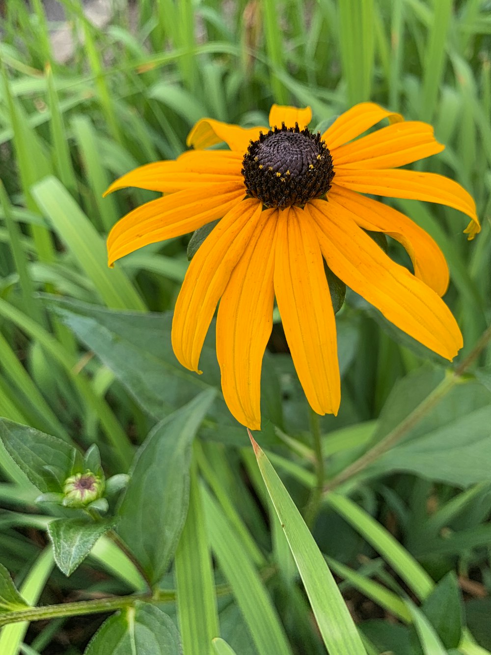 une fleur jaune aux feuilles vertes