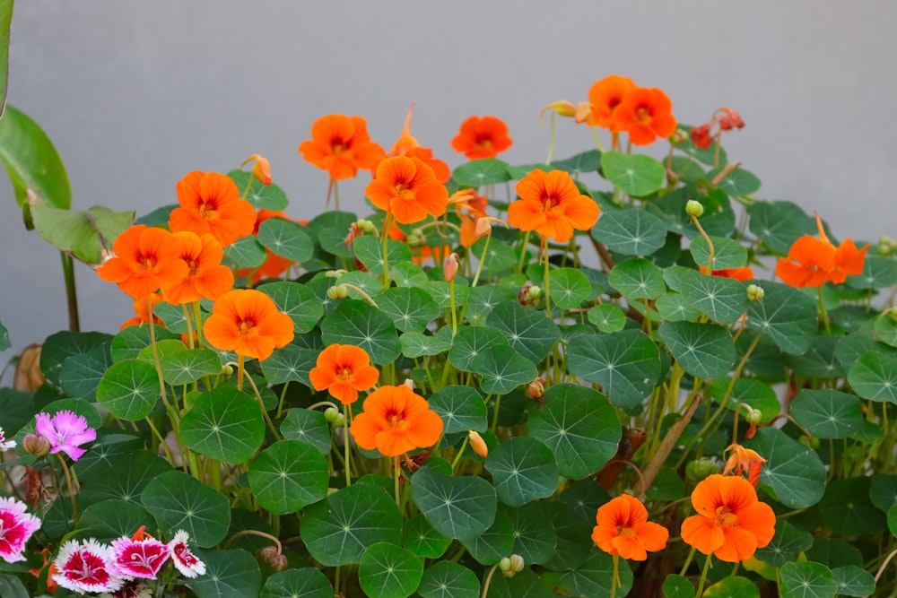 a group of orange flowers