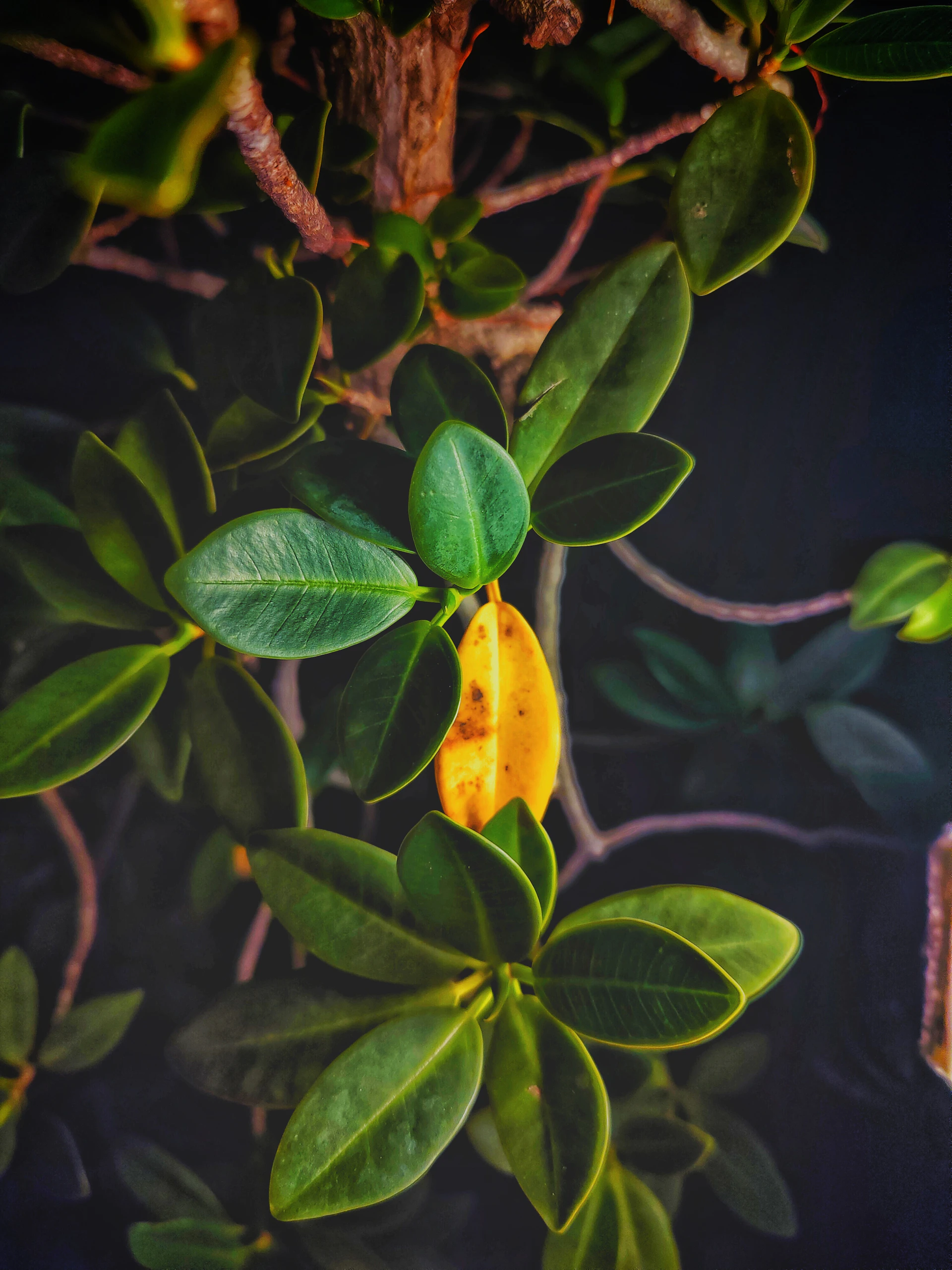 a close up of a plant