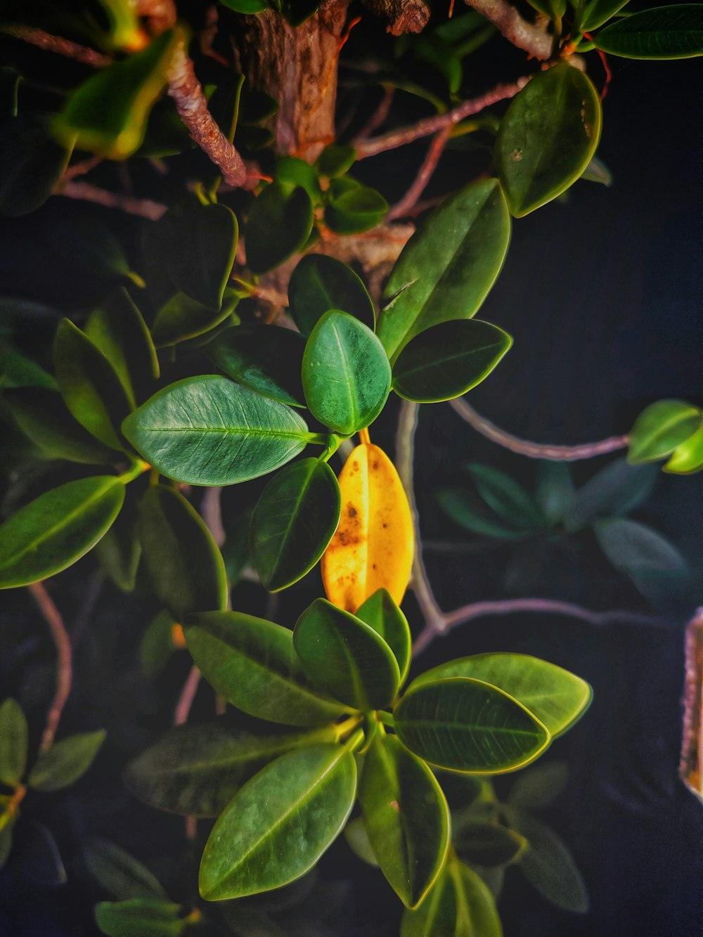 a close up of a plant