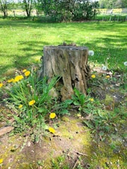 a stump in a grassy field