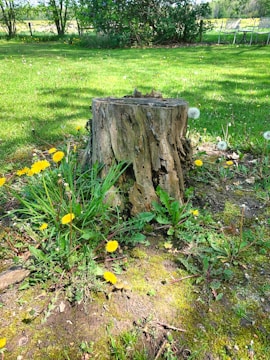 a stump in a grassy field