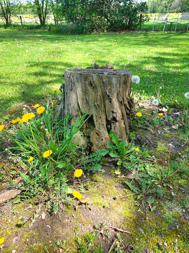 Tree stump in grassy field
