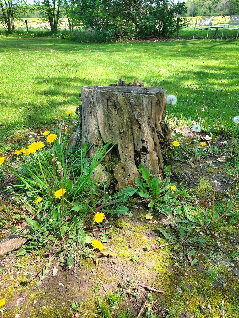 a stump in a grassy field