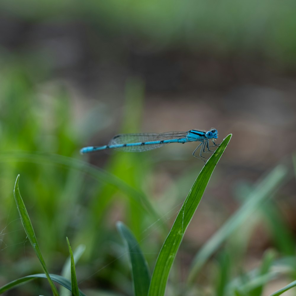 a blue dragonfly on a green plant