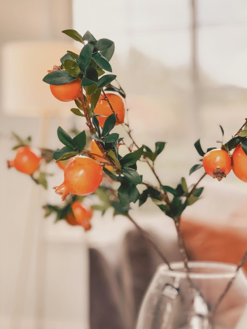 a plant with oranges