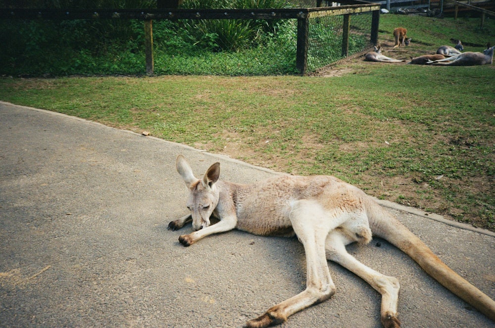 a kangaroo lying on the ground