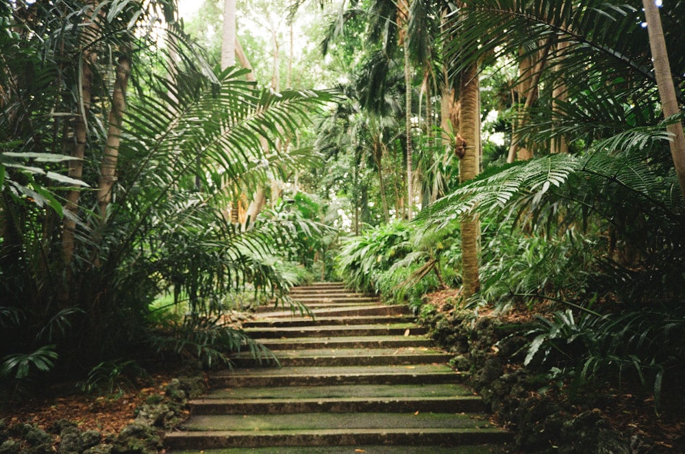 a set of stairs in a tropical area