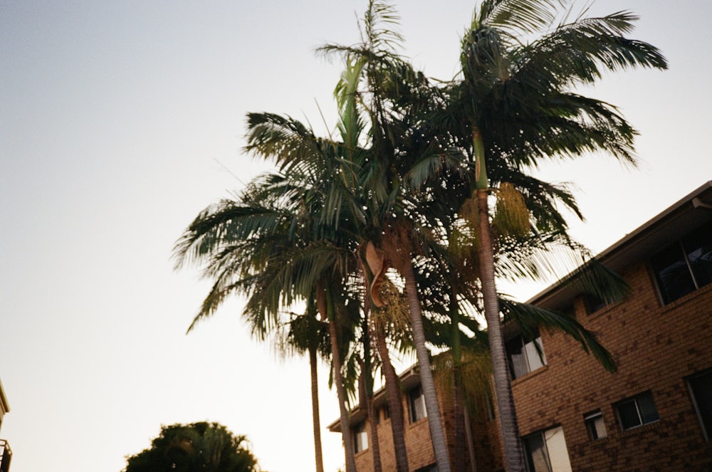 a group of palm trees next to a building