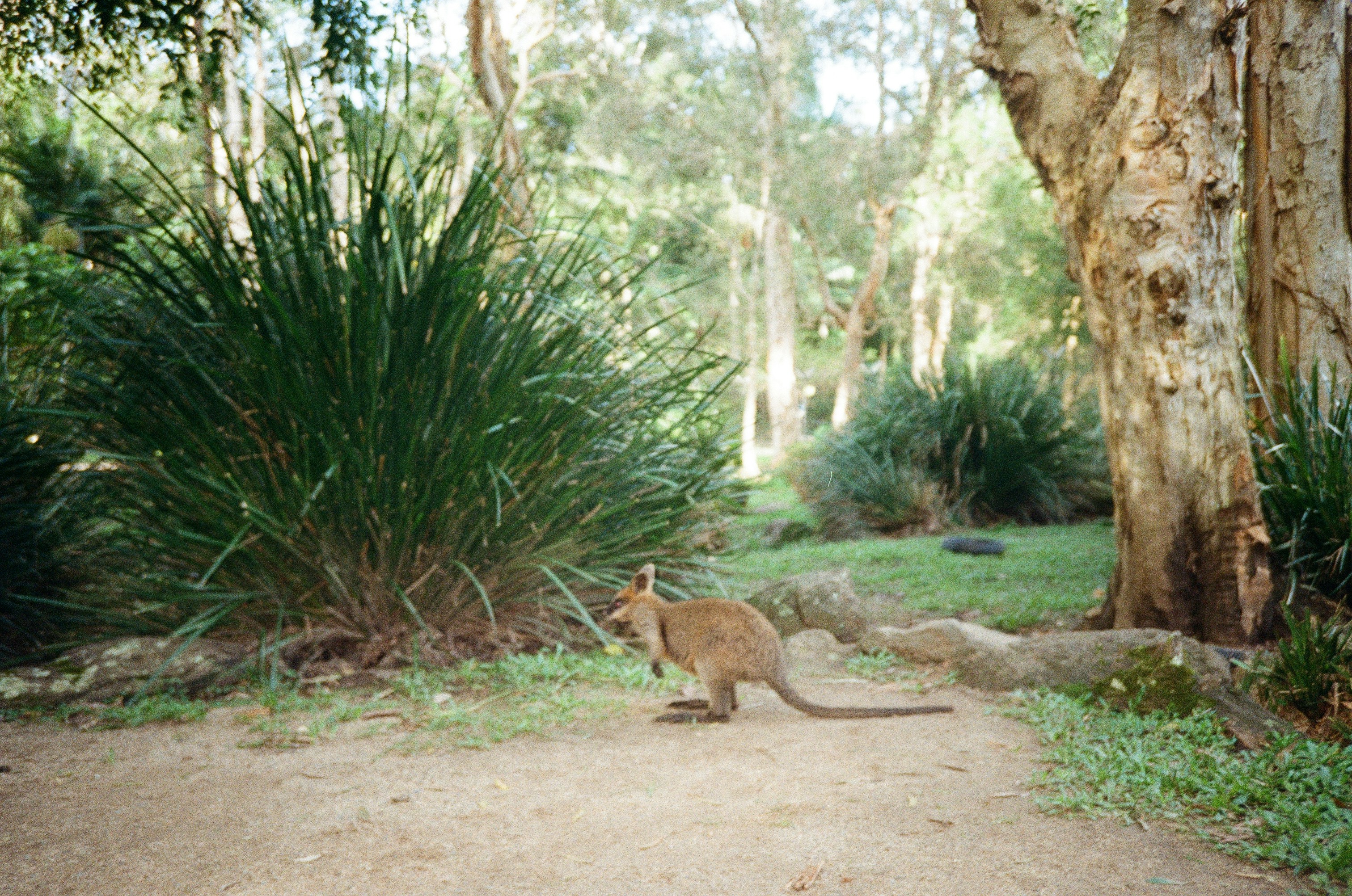 North Nowra, New South Wales
