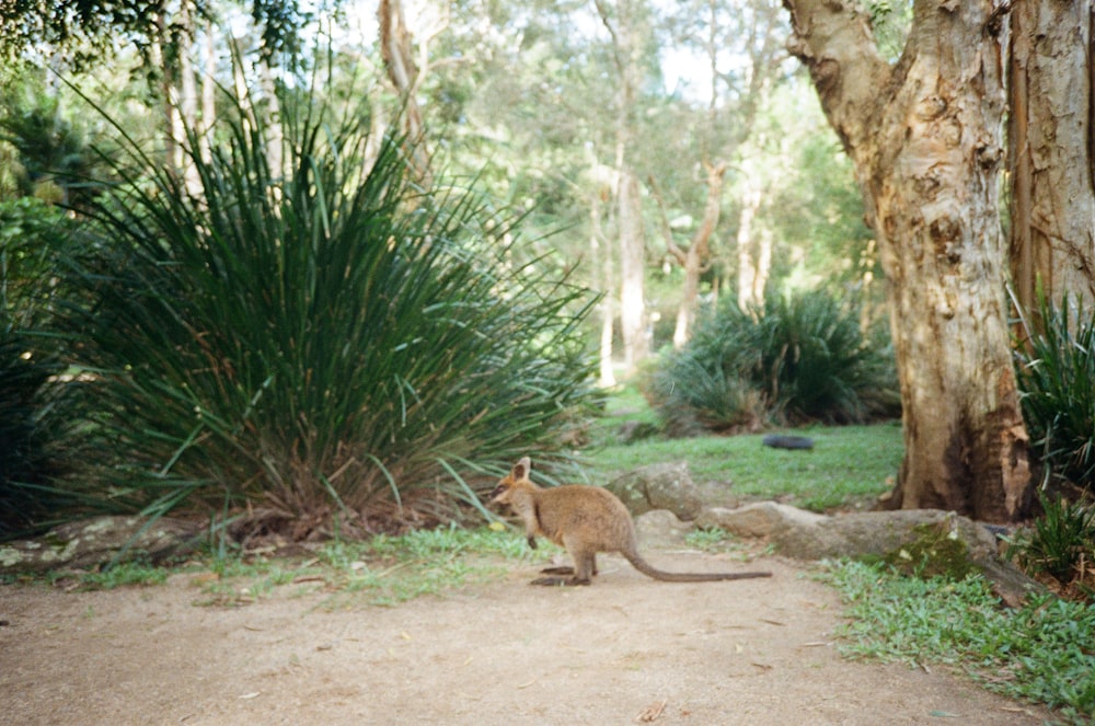 a fox standing on a dirt path in a forest