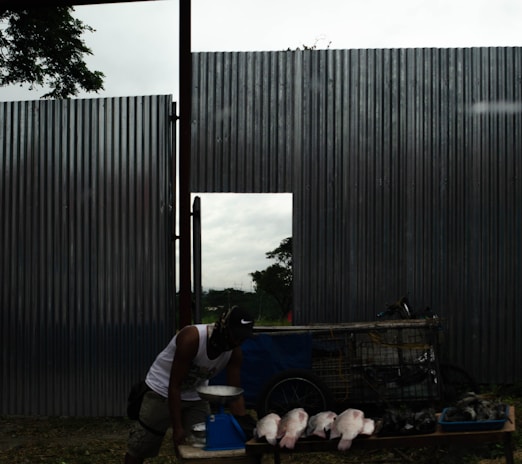 A person wearing a cap and mask is standing next to a cart containing several fish placed on a table. Nearby, a blue weighing scale is present. The background features a large corrugated metal fence with an open section, revealing trees and a cloudy sky.