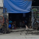 A makeshift shelter with a blue tarp covering. Inside, a person is sitting on a chair, while another is lying in a hammock. A small dog sits alertly at the entrance. Various tools and cables are visible, and small potted plants are arranged on shelving.
