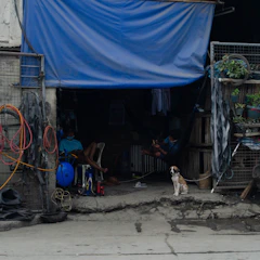 Volunteers setting up a temporary shelter for stray dogs under a shaded area