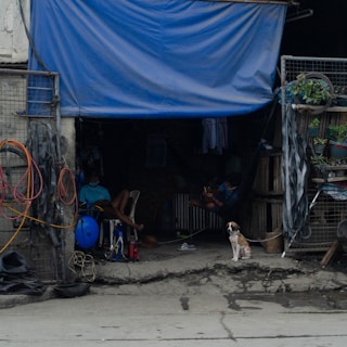A makeshift shelter with a blue tarp covering. Inside, a person is sitting on a chair, while another is lying in a hammock. A small dog sits alertly at the entrance. Various tools and cables are visible, and small potted plants are arranged on shelving.