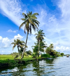 a body of water with trees and grass around it