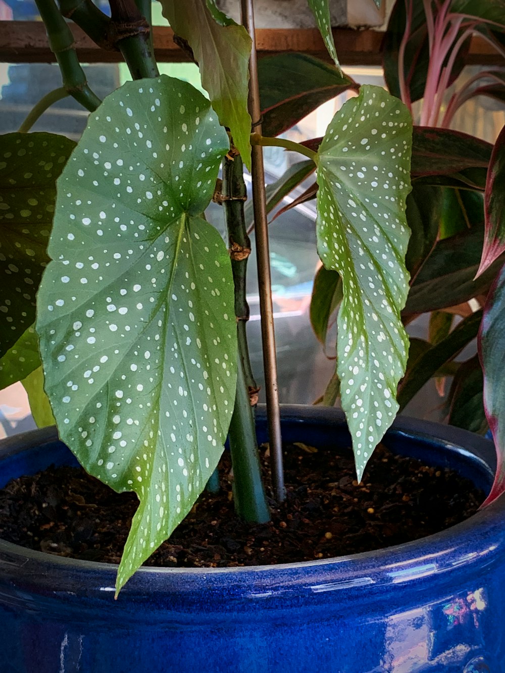 a potted plant with a green leaf