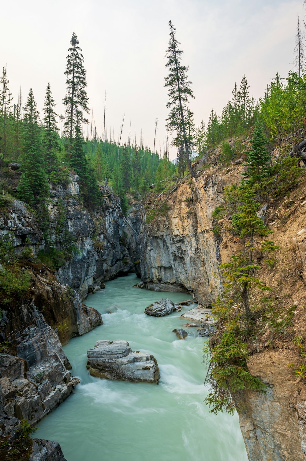 Un río con rocas y árboles