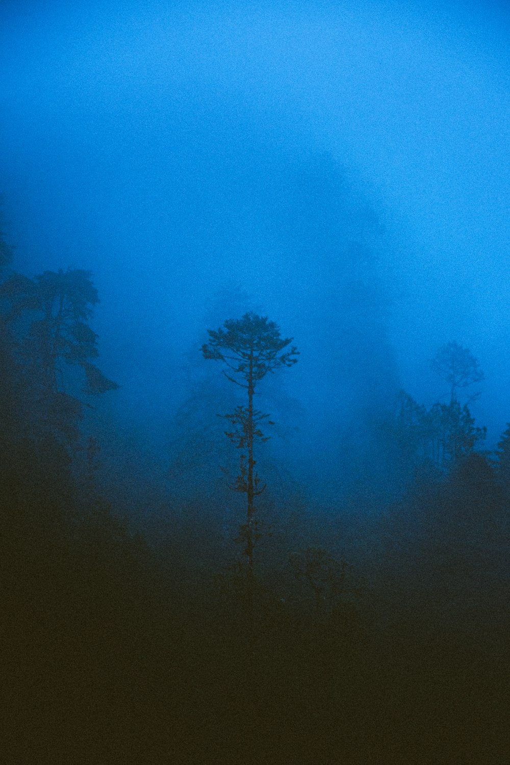 a tree in a foggy forest