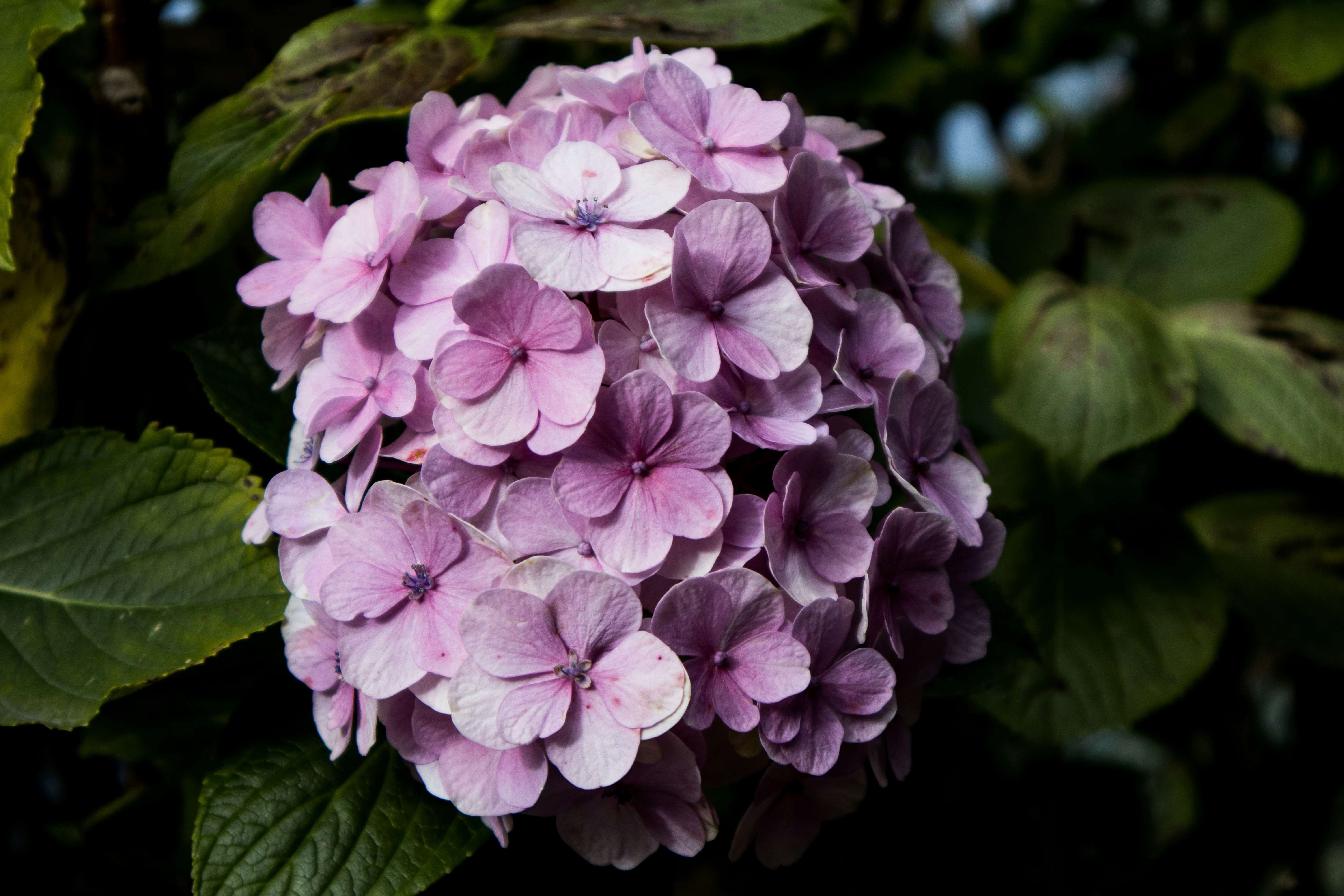 Photo by imdhirajchouhan