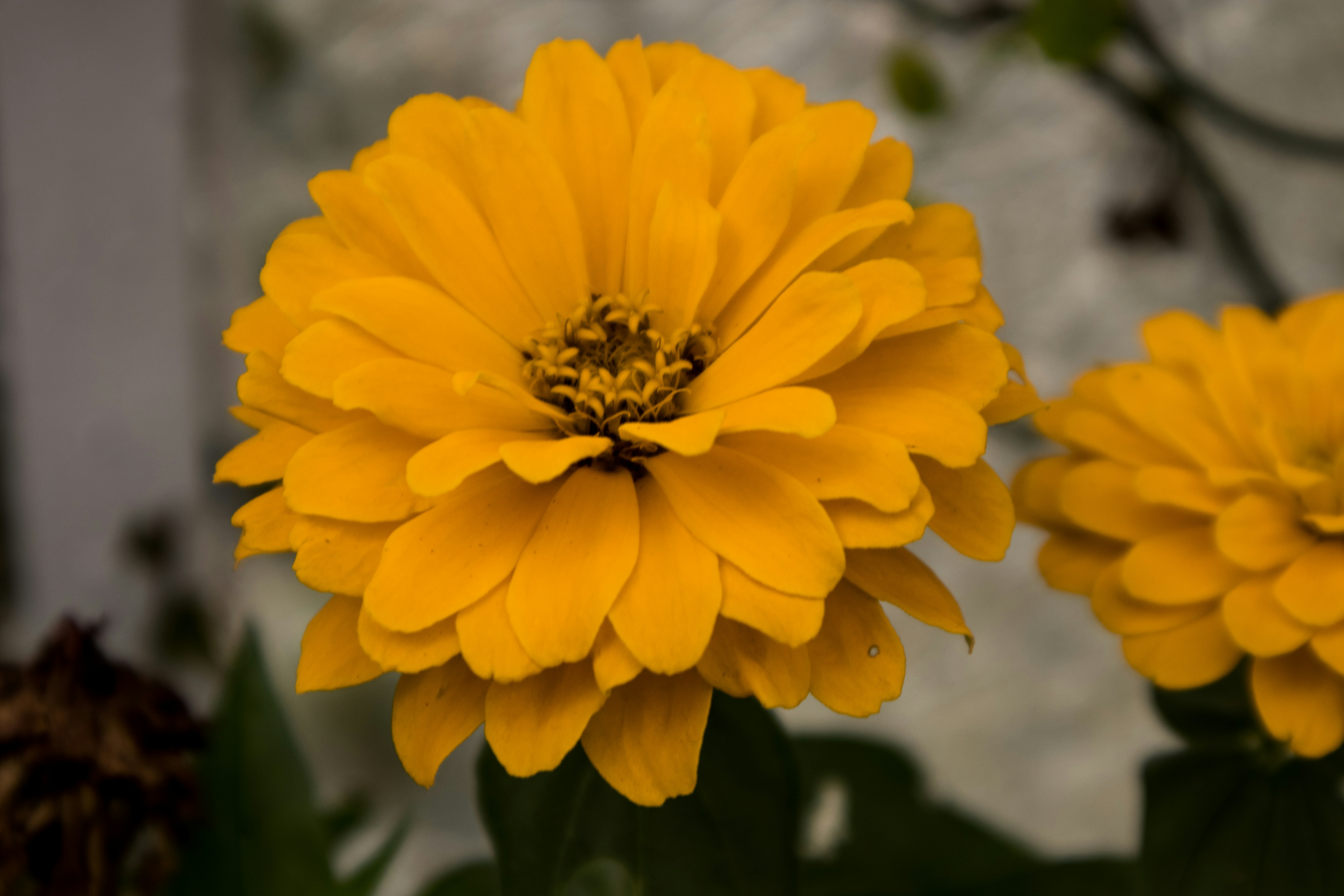 Photo by imdhirajchouhan