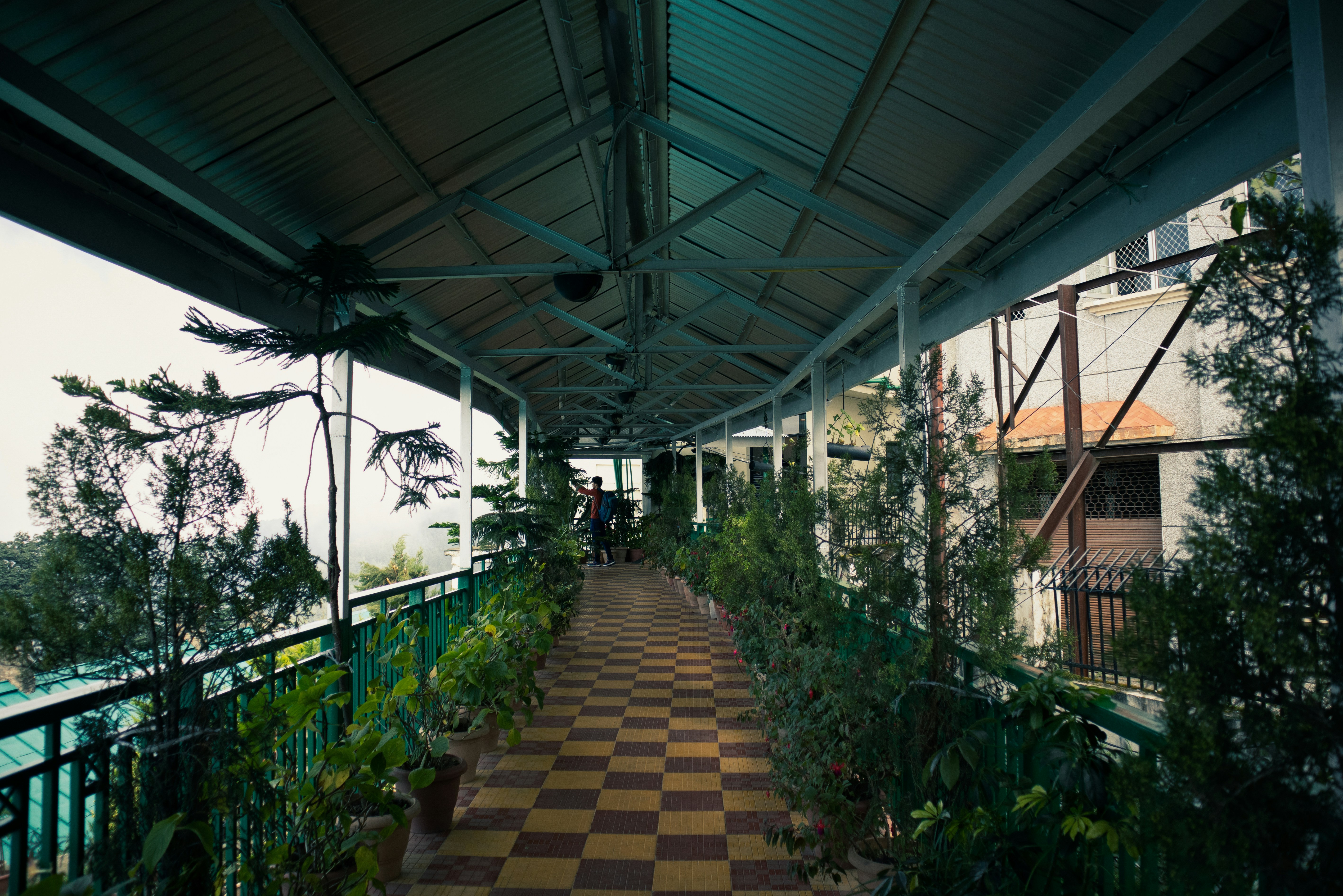 a walkway with plants and trees