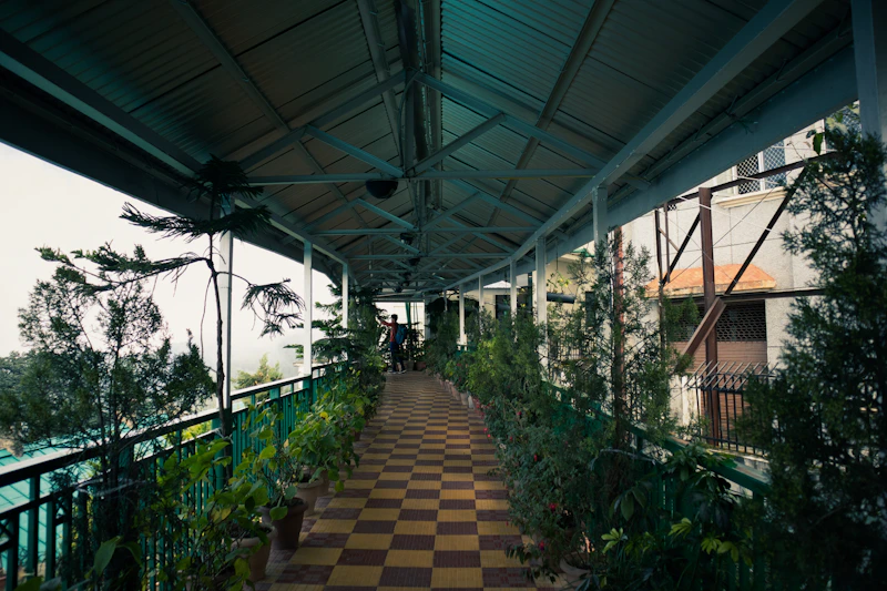 a walkway with plants and trees